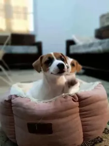 Jack Russell