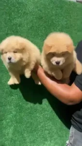 Chien Chow Chow Vrai