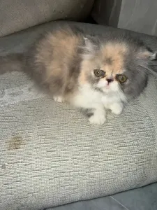 Chat Picky Face
