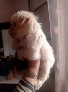 Chiot Bichon Maltais