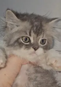 Chat De Race