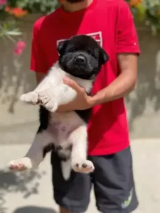 Akita Américain