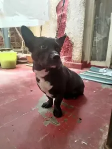 Chien Croisé