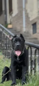 Cane Corso