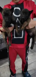 Chiots Malinois