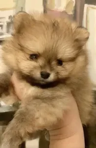 Spitz Pomeranian
