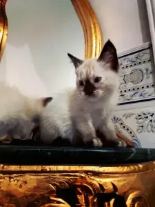 Chat Siamois Femmelle