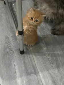 Chat Person