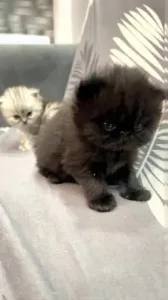 Chatton Persan Chinchilla Noire