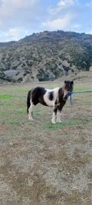 Cheval poney