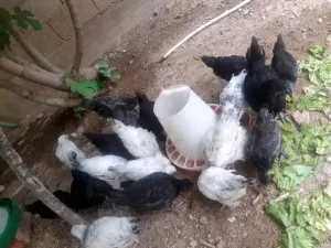 دجاج الزينة