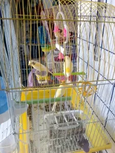 Canaris