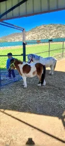 pony