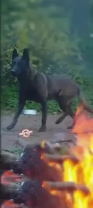 Chien malinois charboni