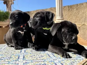 Cane corso