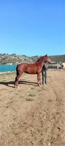 Cheval