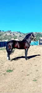 Cheval