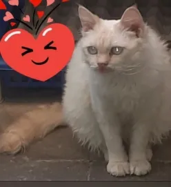 Chat persan