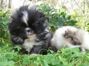 Pekinois mini