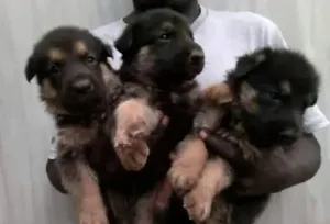 Chien berger allemond