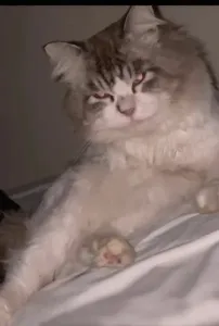 Chat pure race