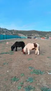 حصان قزم بوني