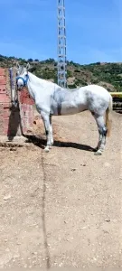 Cheval