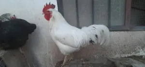 Deux Coq leghorn