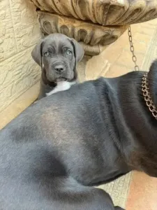 Cane corso
