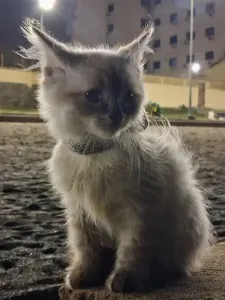 2 chats Persan Himalayan Femelles