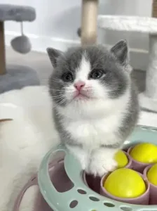 Chats persan