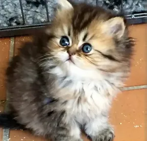 Chats Persan