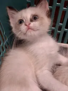 Chats Siamois Sibériens 2 mois