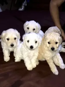 Caniche bichon