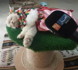 Garderie chat