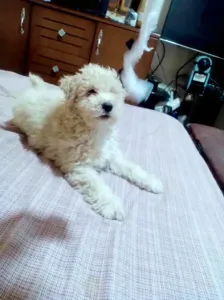 Caniche bichon frisé de race pure