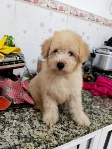 Caniche bichon