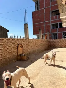 Couple Dog argentin pure race