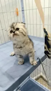 chaton scottish fold