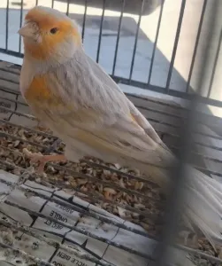 Canari mâle satiné mosaïque rouge