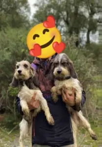 Couple griffon vondienne