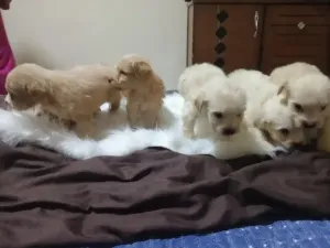 Caniche bichon de race pure
