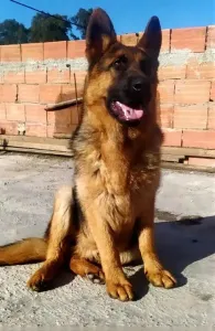 Berger Allemand