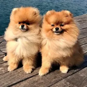 Spitz pomeranian