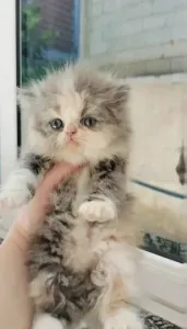Chaton persan