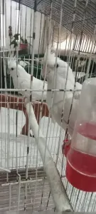 Couple calopsitte albinos