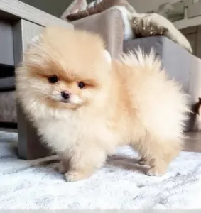 Spitz pomeranian