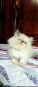 Chat persan