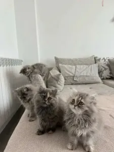 Chaton persan