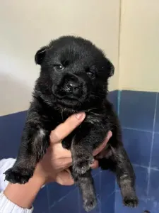 Chiots chowchow bon prix